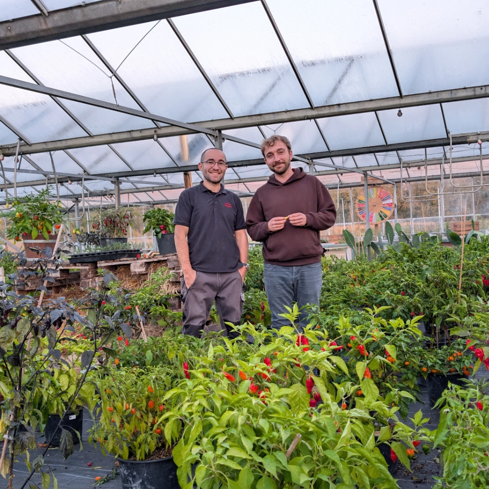 Stéphane Bour et Ferdi Aupetit dans la serre d'Inferno Peppers à Prunay